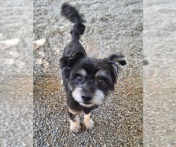 Medium Photo #1 Mutt Puppy For Sale in Woodland, CA, USA