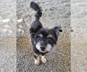 Mutt Dogs for adoption in Woodland, CA, USA