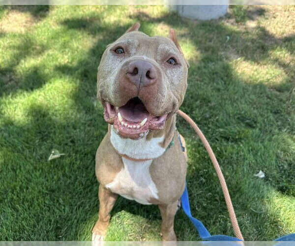 Medium Photo #7 American Pit Bull Terrier Puppy For Sale in Martinez, CA, USA