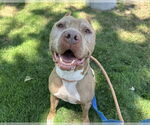 Small #6 American Pit Bull Terrier