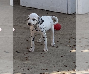 Dalmatian Puppy for sale in CONVERSE, TX, USA