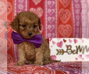 Cavapoo Puppy for sale in LANCASTER, PA, USA