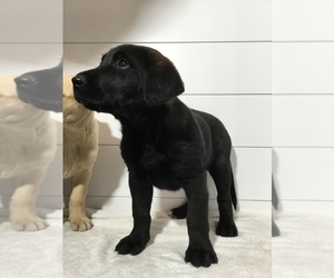 Shepradors Puppy for sale in MARENGO, WI, USA