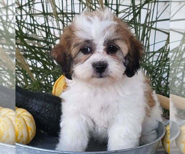 Medium Photo #1 Zuchon Puppy For Sale in ARTHUR, IL, USA