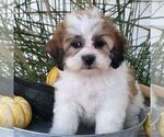 Image preview for Ad Listing. Nickname: Lizzie