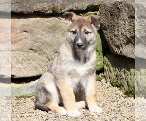 German Shepherd Dog-Siberian Husky Mix Puppy for sale in FREDERICKSBG, OH, USA