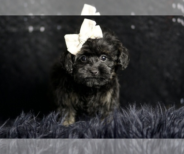 Medium Photo #4 Morkie Puppy For Sale in WARSAW, IN, USA
