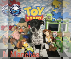 Manchas - Male Rat Terrier-Unknown Mix Dog for Adoption - Photo #10