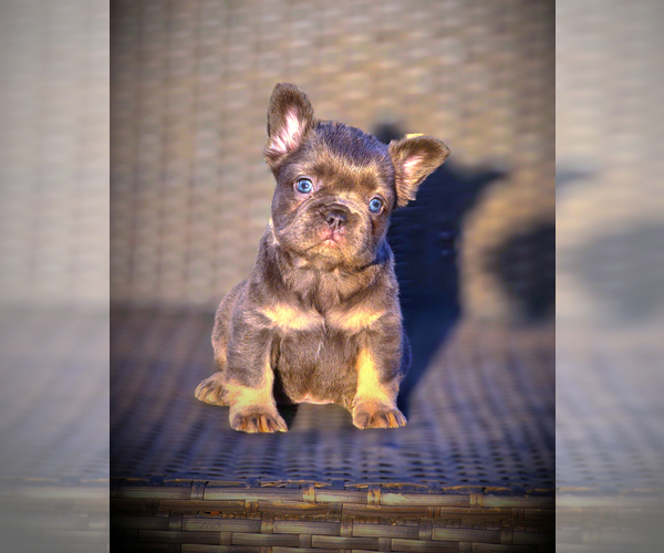 Medium Photo #20 French Bulldog Puppy For Sale in LOS ANGELES, CA, USA