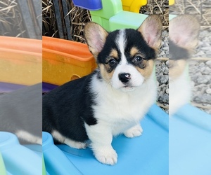 Pembroke Welsh Corgi Dogs for adoption in GALLIPOLIS, OH, USA