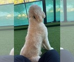 Small #4 Labradoodle