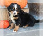 Benny - Male Bernedoodle (Miniature) Puppy for Sale - Photo #3