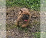 Small #4 Bulldog