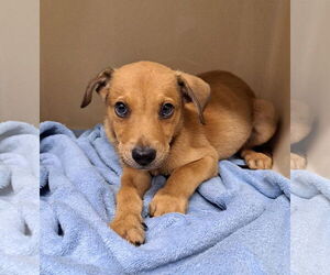 Mutt Dogs for adoption in Clarkesville, GA, USA