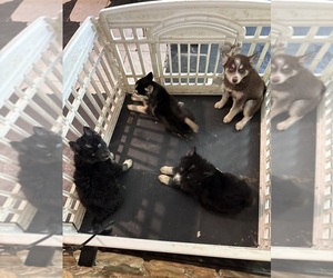 Pomsky Dogs for adoption in VOORHEES, NJ, USA
