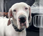 Small #5 Great Dane