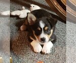 Puppy 5 Aussie-Corgi