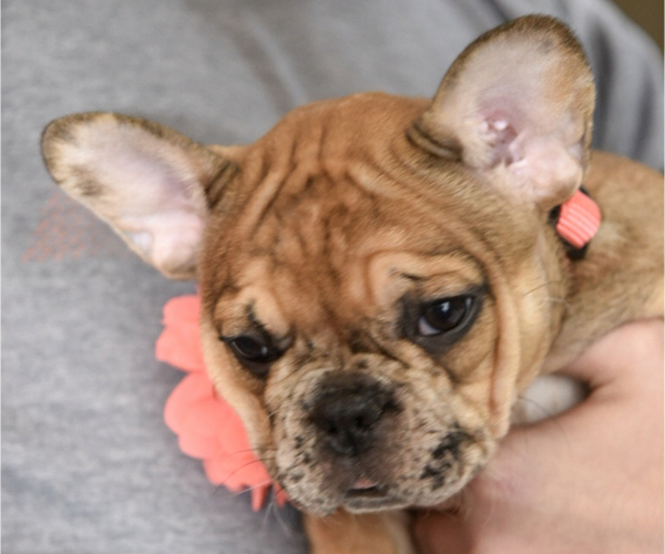 Medium Photo #3 French Bulldog Puppy For Sale in BYRON CENTER, MI, USA