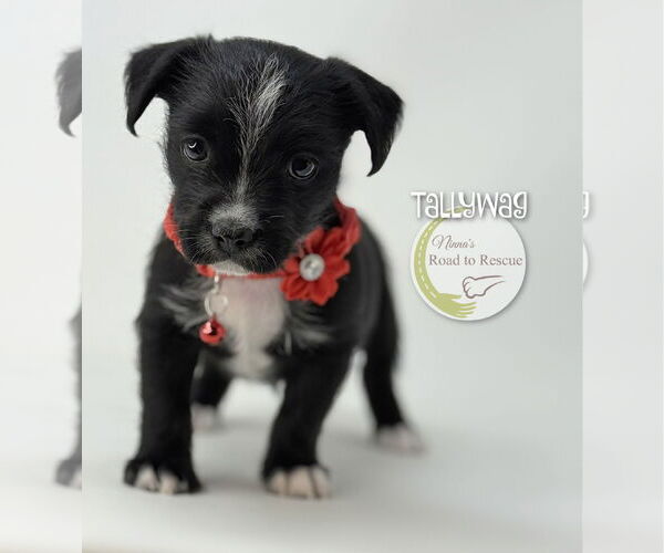 Medium Photo #2 Malteagle Puppy For Sale in Benton, LA, USA