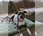 Small #1 Mutt