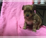 Small Photo #11 Chihuahua-Chorkie Mix Puppy For Sale in BATTLE CREEK, MI, USA