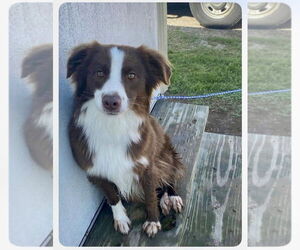 Australian Shepherd Dogs for adoption in New Orleans, LA, USA
