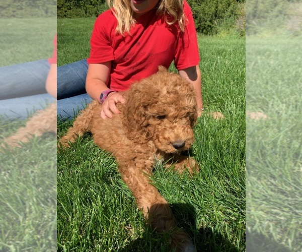 Medium Photo #4 Pyredoodle Puppy For Sale in PRESCOTT, WA, USA