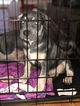 Small Photo #9 American Bully Puppy For Sale in JOLIET, IL, USA