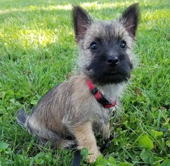 Cairn Terrier Puppy for sale in BOWLING GREEN, KY, USA