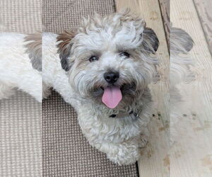 Shih Tzu-Unknown Mix Dogs for adoption in Greensboro, NC, USA