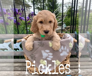 Goldendoodle Puppy for sale in MEDINA, TN, USA