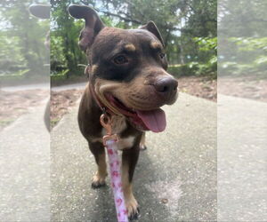 Labrador Retriever-Staffordshire Bull Terrier Mix Dogs for adoption in The Woodlands, TX, USA