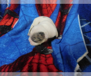 French Bulldog Puppy for sale in LAMAR, MS, USA