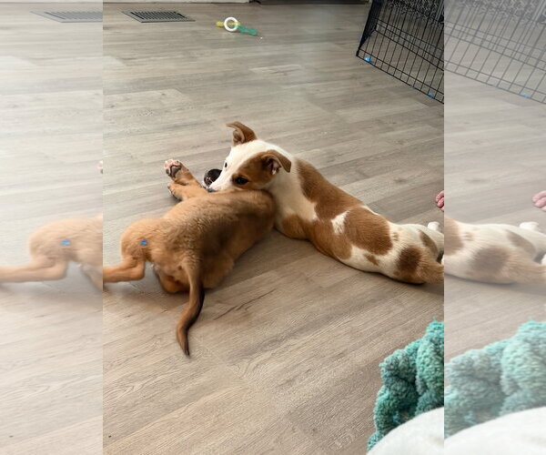 Medium Photo #3 Collie-Unknown Mix Puppy For Sale in Sandy, UT, USA