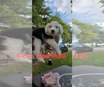 Puppy Red English Shepherd