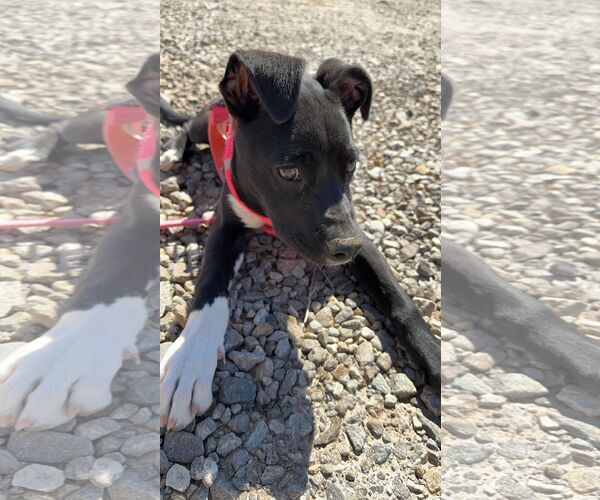 Medium Photo #2 American Pit Bull Terrier-Labrador Retriever Mix Puppy For Sale in Roaring River, NC, USA