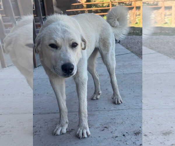 Medium Photo #2 - Mix Puppy For Sale in Bountiful, UT, USA