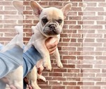 Small Photo #6 French Bulldog Puppy For Sale in FLOWER MOUND, TX, USA