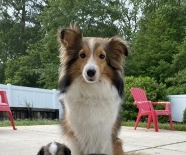 Medium Photo #1 Shetland Sheepdog Puppy For Sale in CHESAPEAKE, VA, USA