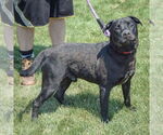 Small #2 American Bulldog Mix