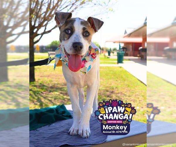 Medium Photo #1 Mutt Puppy For Sale in San Antonio, TX, USA