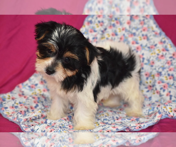 Medium Photo #3 Yorkshire Terrier Puppy For Sale in ELDORADO, OH, USA