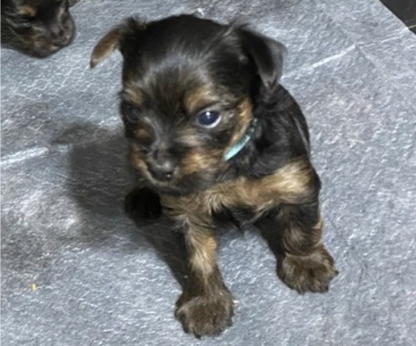 Medium Photo #2 Yorkshire Terrier Puppy For Sale in NEWBURGH, IN, USA