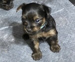 Small Photo #12 Yorkshire Terrier Puppy For Sale in NEWBURGH, IN, USA