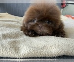 Small Shih Tzu