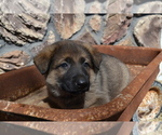 Small Photo #2 German Shepherd Dog Puppy For Sale in GREENWOOD, WI, USA