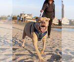 Small #28 American Pit Bull Terrier Mix