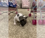 Small Photo #4 French Bulldog Puppy For Sale in HIGHLAND VILLAGE, TX, USA
