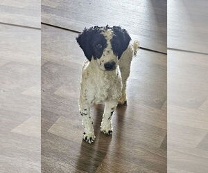 Poodle (Miniature)-Unknown Mix Dogs for adoption in Blacksburg, SC, USA