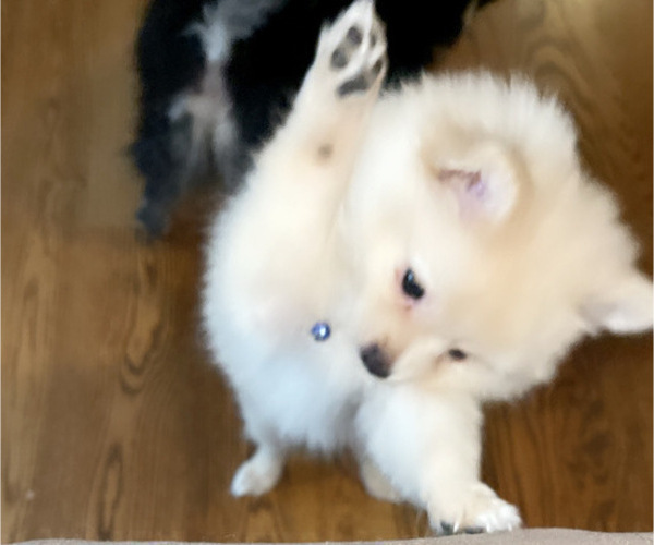 Medium Photo #6 Pomeranian Puppy For Sale in COLUMBIA, MO, USA